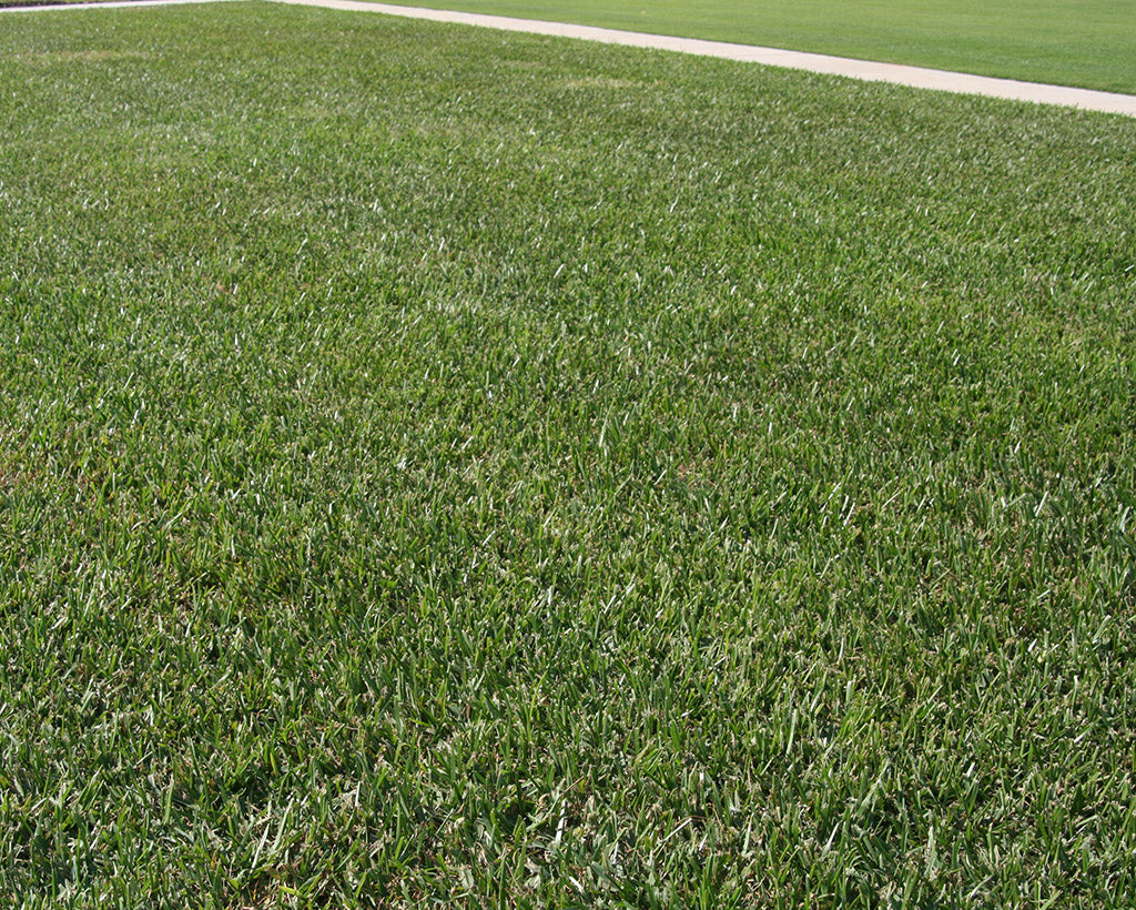 St Augustine Order Sod Online For Pick Up Or Delivery st-augustine-order-sod-online-for-pick-up-or-delivery