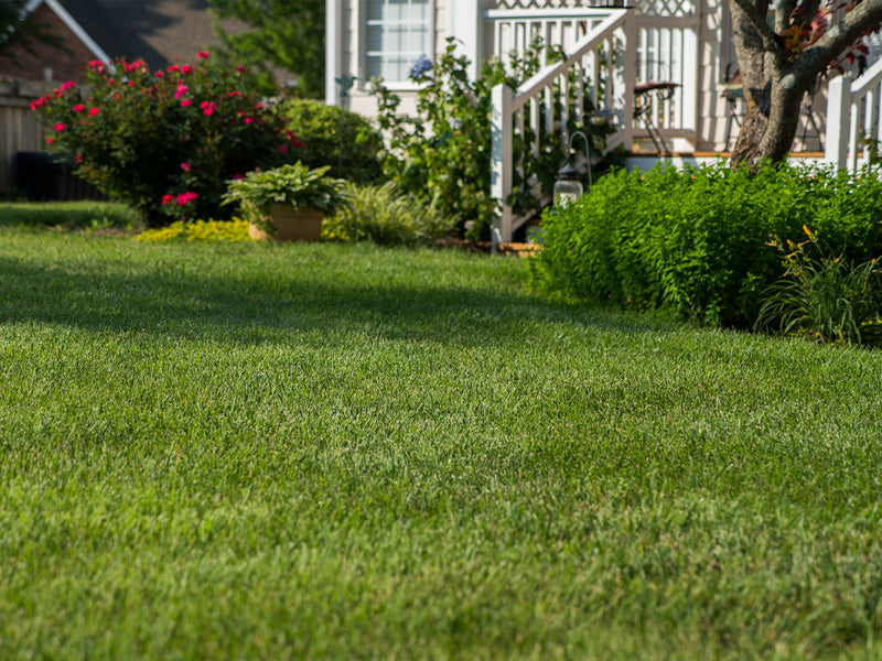 A lush Tall Fescue lawn in the foreground with a white house, garden plants, and a tree in the background.