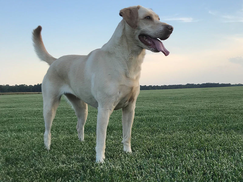A light cream-colored Labrador Retriever standing in a green grassy Tall Fescue turfgrass field under a soft blue sky at sunset.