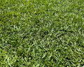 TifBlair Centipede lawn medium texture