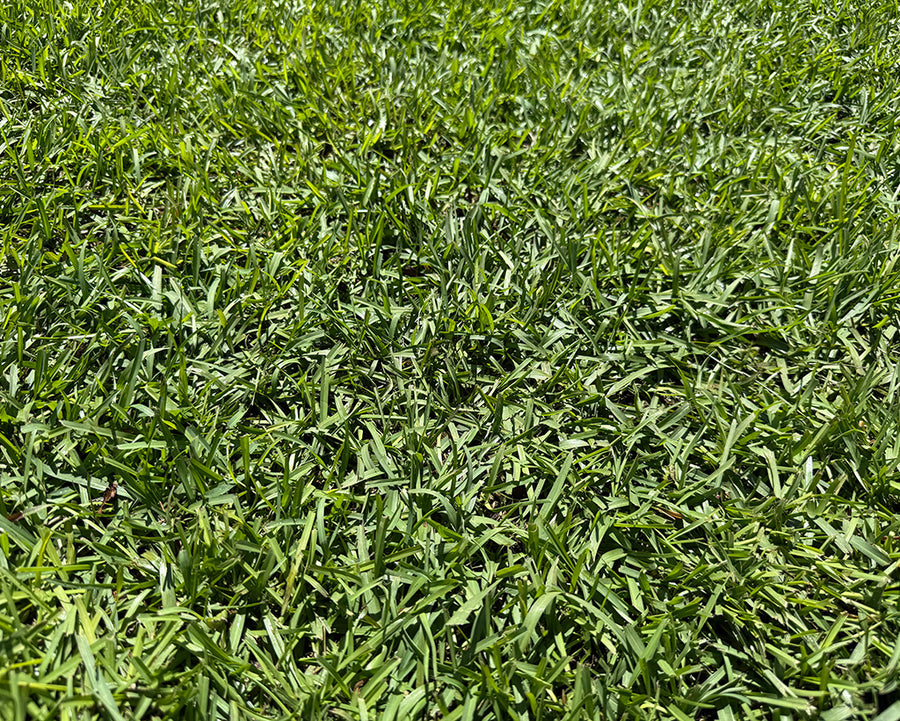 TifBlair Centipede lawn medium texture