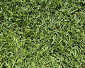 TifBlair Centipede lawn medium texture