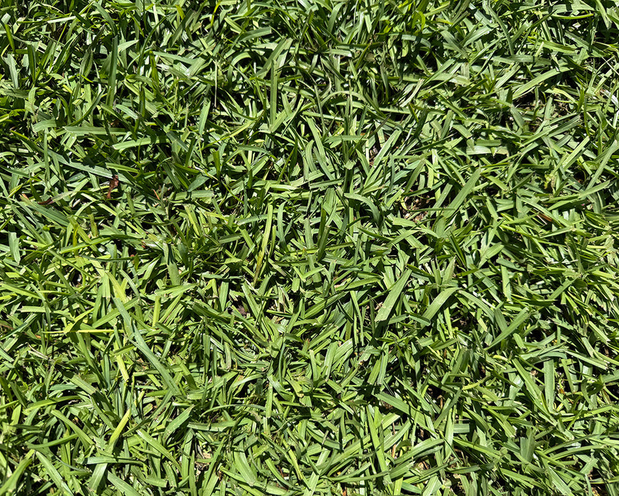 Close-up of green grass to show the medium leaf texture of a TifBlair Centipedegrass lawn.