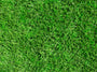 TifBlair Centipede Sod