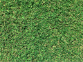 Close up showing the fine leaf texture of a Tifway Bermudagrass lawn.
