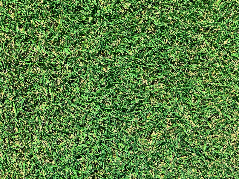Close up showing the fine leaf texture of a Tifway Bermudagrass lawn.