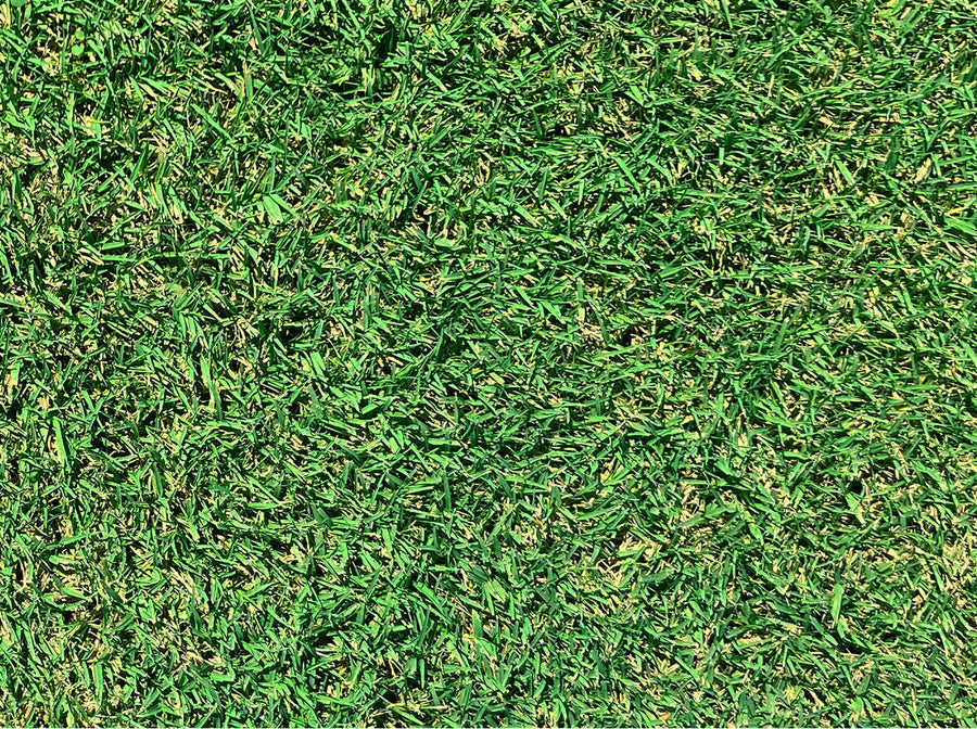 Close up showing the fine leaf texture of a Tifway Bermudagrass lawn.