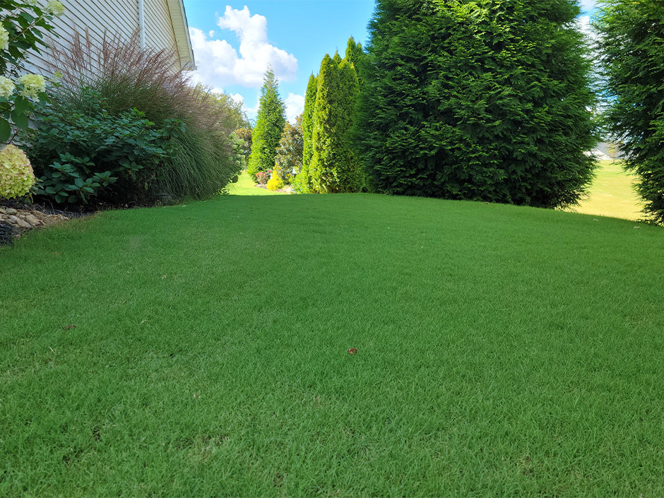 Tifway 419 Bermuda Grass - Order Sod Online for Pick Up or Delivery