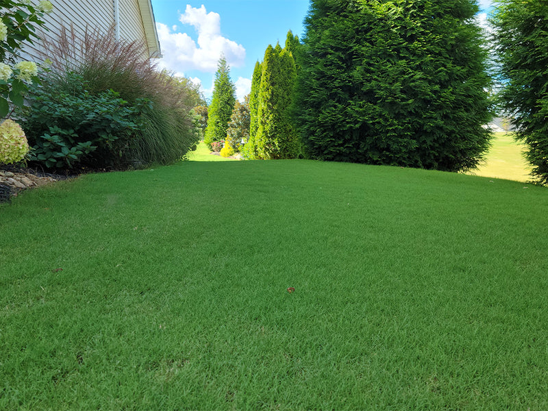 A lush Tifway Bermudagrass lawn slopes gently upward from the foreground, bordered by tall dark green trees, ornamental grasses, and a house exterior on the left under a blue sky with white clouds.