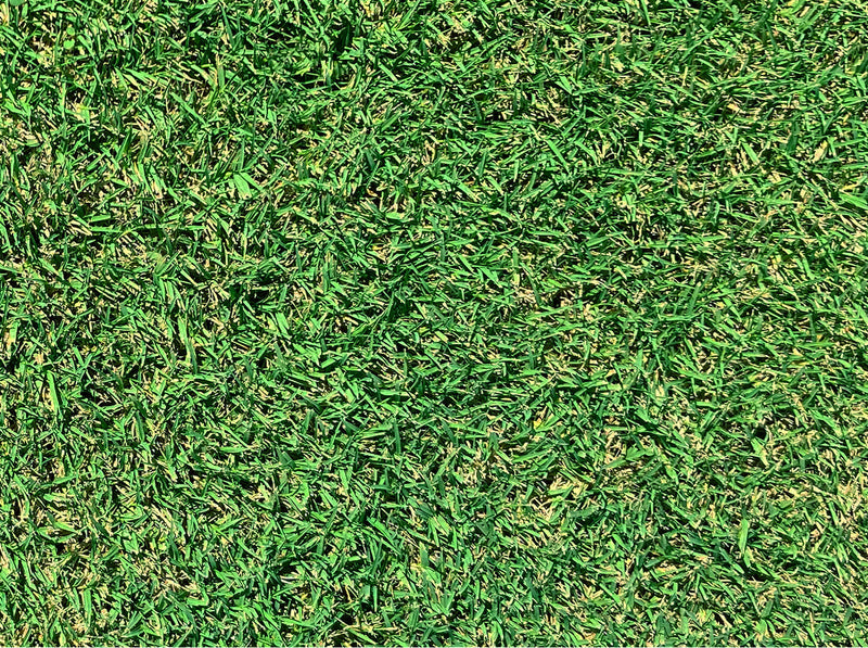 Tifway 419 Bermuda Sod