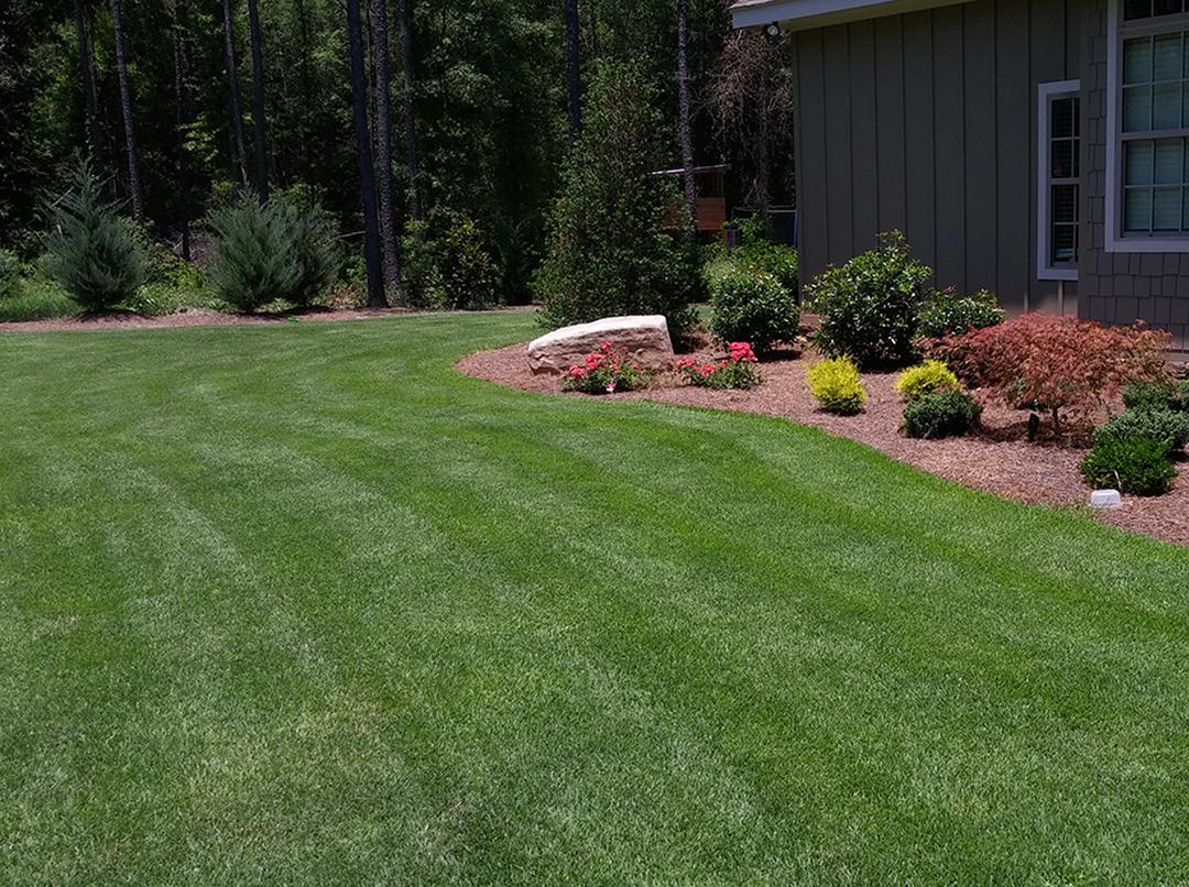 Zenith zoysia deals
