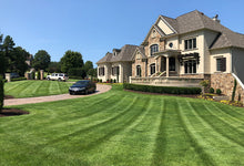 Zenith Zoysia
