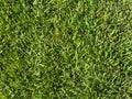 Zenith Zoysia Sod
