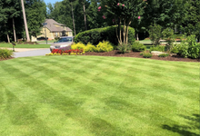 Zeon Zoysia