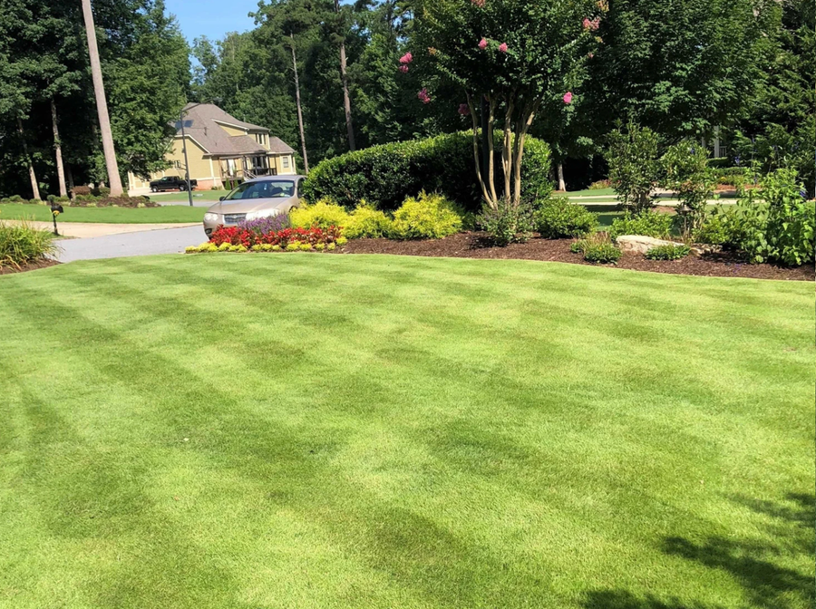 A healthy green lawn with Zeon Zoysia sod, showing a well-maintained grassy area with a road and houses in the background.