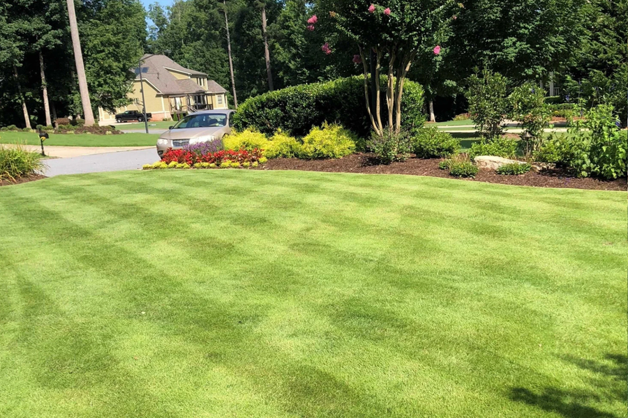 A healthy green lawn with Zeon Zoysia sod, showing a well-maintained grassy area with a road and houses in the background.