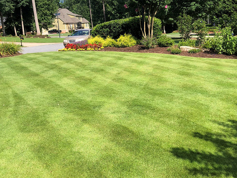 Zeon Zoysia Sod