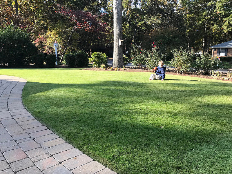 A wide, neatly manicured green Zeon Zoysiagrass lawn in a residential frontyard setting, with a curved brick paver walkway in the foreground and a child sitting on the grass near a tree.