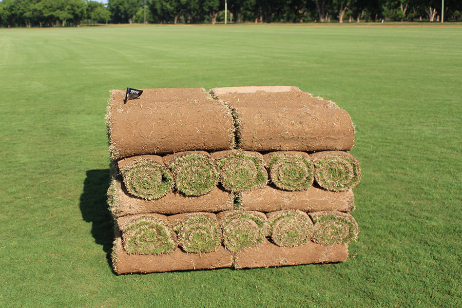 A stack of rolled Zeon Zoysia turf sod rolls on a pallet showing the green grass blades and brown soil, set on a green sod field with trees in the background.