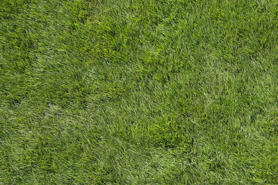 Zeon Zoysia Sod