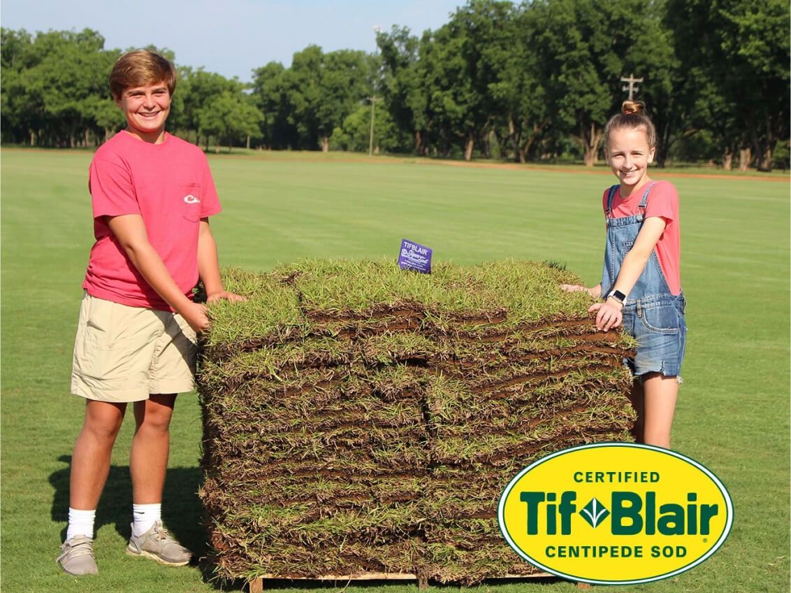 TifBlair Centipede Grass Seed | 5lb Bag | Covers 10k-20k Sq Ft | Sun Or Partial Shade | Patten Seed